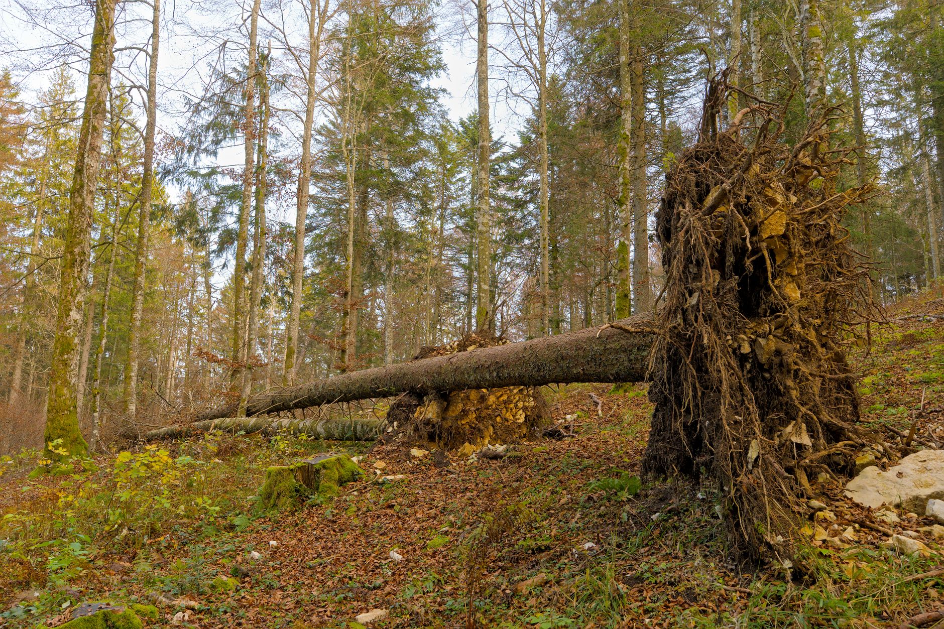 Enlèvement arbre urgence à Cenon